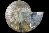 Cut Ammonite Fossil (Half) - Agatized #79161-1